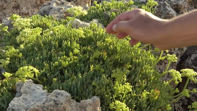 A man's hand touching the different parts of a sea fennel or Crithmum maritimum on a sunny day.