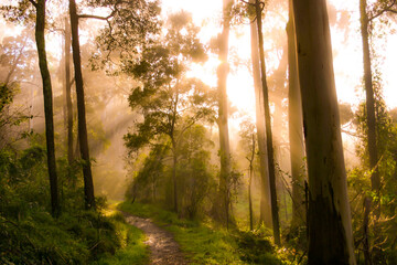 Obraz premium Godrays from the golden sunrise shine through the misty forest trees