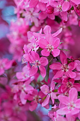 Fototapeta na wymiar pink blossoming tree in spring