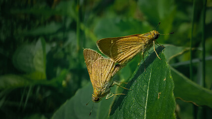 Ocola skippers mating on a green leaf