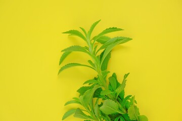 Stevia rebaudiana. branches of stevia on bright yellow background.stevia plant.Alternative Low Calorie Vegetable Sweetener. sweet leaf sugar substitute. High quality photo