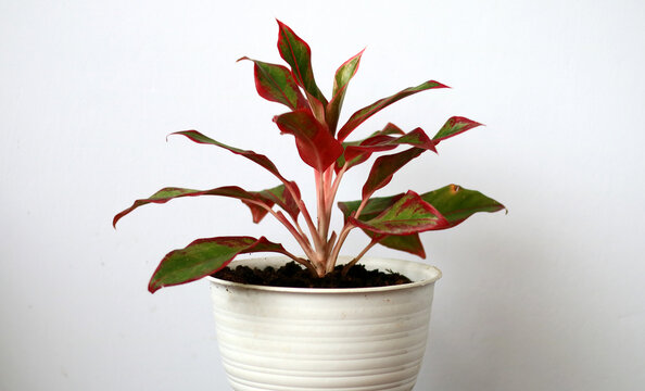 Aglaonema Red Stardust plant on white pot, white background. 