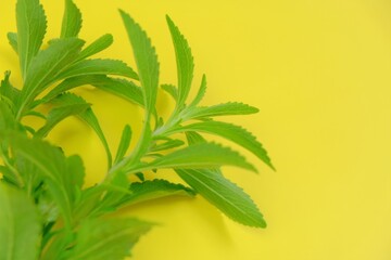 Stevia rebaudiana. Green branches of stevia on bright yellow background.stevia plant.Alternative Low Calorie Vegetable Sweetener. High quality photo