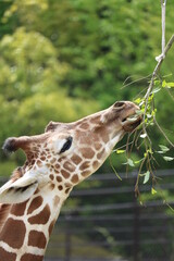 動物園で葉を食べるキリン
