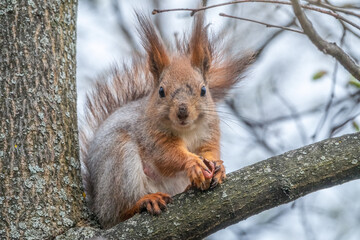 The squirrel with nut sits on a branches in the spring or summer.
