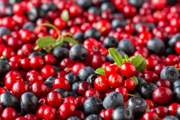 Harvest of lingonberries and blueberries