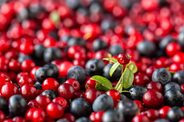 Harvest of lingonberries and blueberries