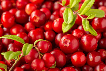 Close-up of red ripe lingonberries