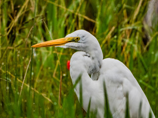 小牧山城の見える農村地域の自然
草むらのシラサギ