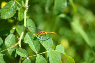 Dragonfly on wild rose leaves closeup view with selective focus