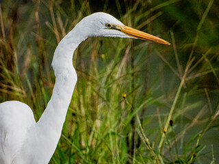 小牧山城の見える農村地域の自然

