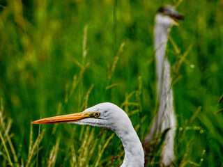 小牧山城の見える農村地域の自然
シラサギと後ろのアオサギ