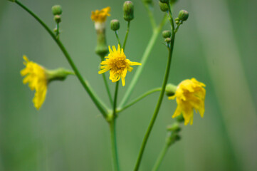 Perennial sowthistle in bloom closeup view with selective foreground focus