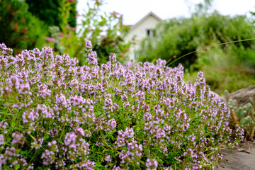 Beautiful pink purple flowers of thymus vulgaris or wild thyme blossom in garden.