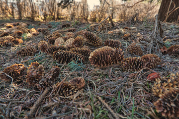 cones under the tree