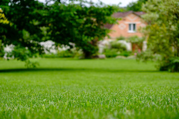 Fototapeta na wymiar summer lawn in the garden