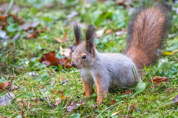 Autumn squirrel on green grass with fallen yellow leaves
