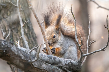 The squirrel sits on a branches in the winter or autumn