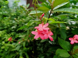 Obraz premium pink rose bush