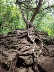 roots in the forest