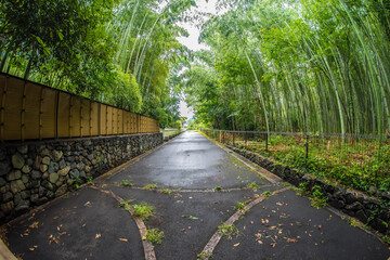 Arashiyama Bamboo Groves Osaka Japan.
