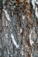 The texture of the birch bark. Birch bark background