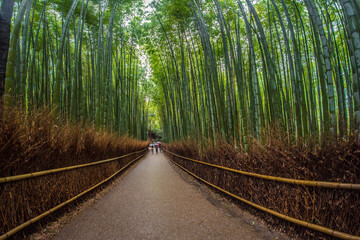 Arashiyama Bamboo Groves Osaka Japan.