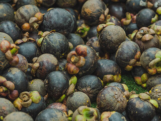 Fresh ripe mangosteen fruits at  supermarket and market at Thailand, queen of fruits.