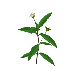 Eclipta Alba, Eclipta Prostrata or Bhringraj, also known as False Daisy is an effective herbal medicinal plant in Ayurvedic medicine.vector illustration.