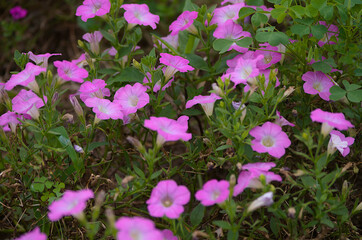 pink flowers in a garden