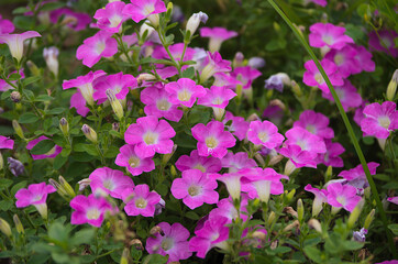 flowers in the garden