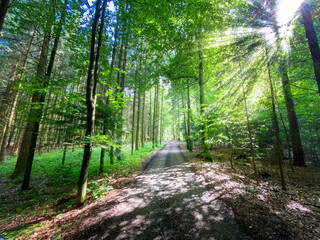 Bavarian Forest path with sun beams pass the trees
