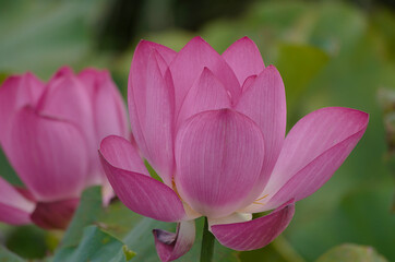 Obraz premium pink lotus flower