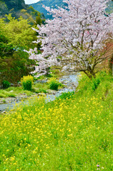 Obraz na płótnie Canvas Cherry blossoms in full bloom, rivers and rape blossoms