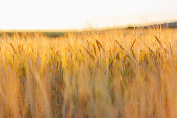 Ears of wheat at sunset on field