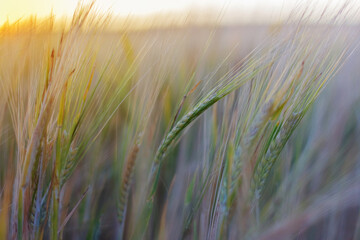 Green ears of wheat at sunset on field