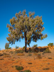 Fototapeta premium Desert Oak Tree on red sand dune in Central Australia