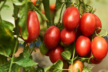 Bunch of ripe cherry red tomatoes.