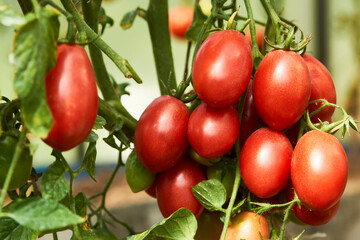 Bunch of ripe cherry red tomatoes.