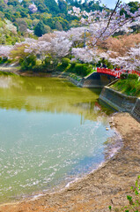 Cherry blossoms in full bloom, red bridge and lake