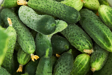 Cucumber background, close-up.