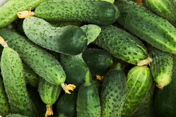 Cucumber background, close-up.