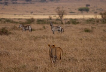 Fototapeta na wymiar Mother lion living in Masai Mara, Kenya