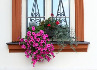 Naklejka premium Beautiful red petunias, lat. Petunia atkinsiana, in the flower box. Petunia, geranium and green plants on rural window.