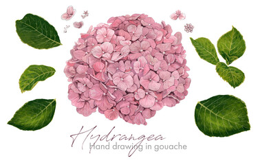 Set of elements. Hydrangea on a white background. Hand drawing flowers and leaves in gouache