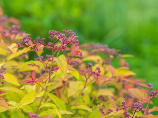 Branches of bushes with young green and red leaves in the sunset light.