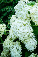 Annabelle hydrangeas flower in full bloom