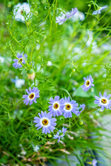 Fototapeta premium blue flowers in the garden