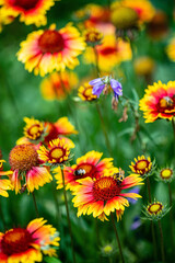autumn flowers in the garden