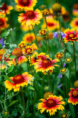 autumn flowers in the garden